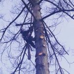 The-Arbor-Barber_Tree-Service-Langley_Cutting-Tree