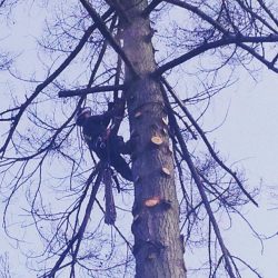 Delimbing and Cutting Down a Tree in Langley, B.C.